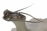 Long-Spined Cyphaspis Trilobite - Foum Zguid, Morocco #249022-2